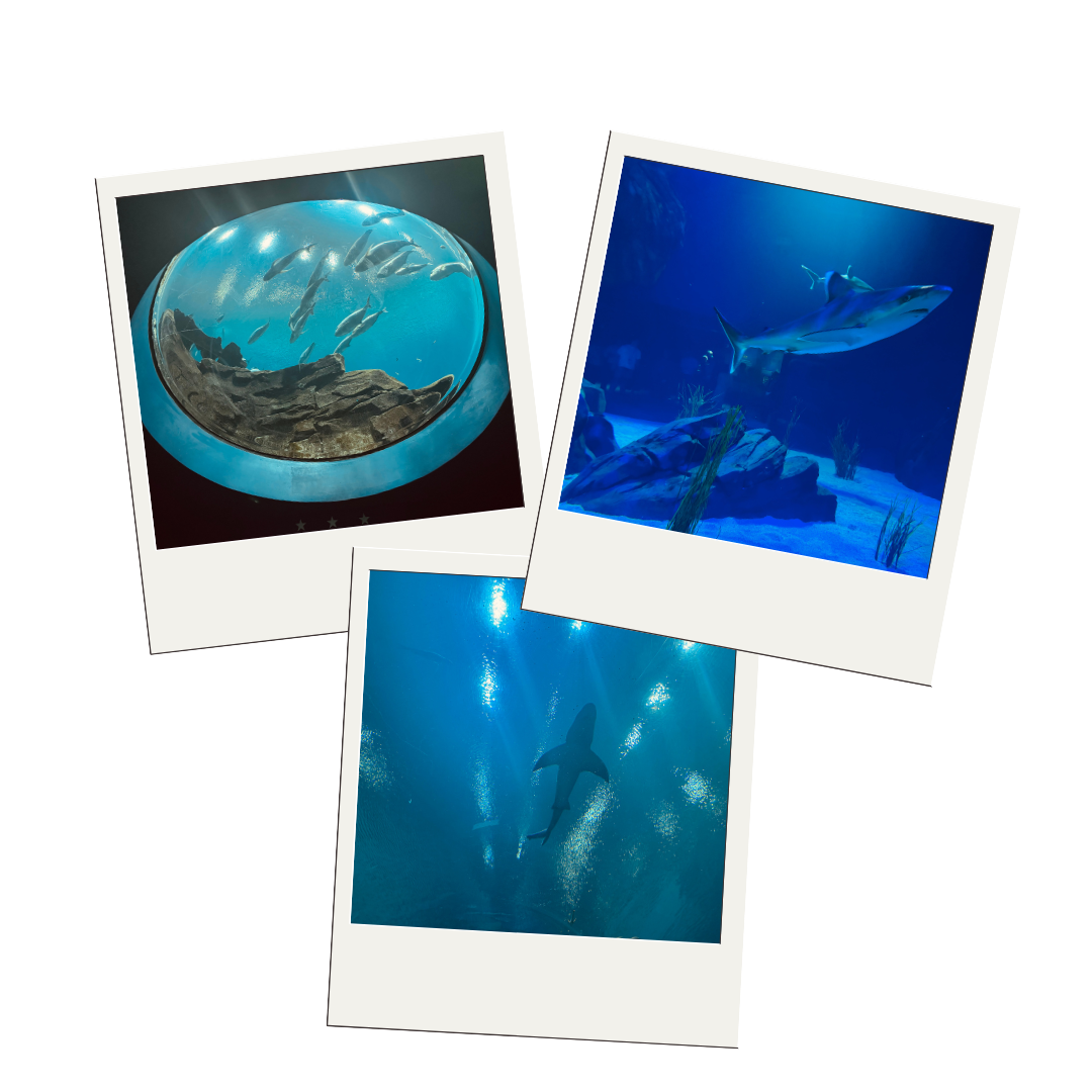 Three polaroid-style photos arranged in a scattered layout showing marine life: a circular aquarium tank with fish and coral from above, sharks swimming in blue water, and more sharks underwater with light streaming down.